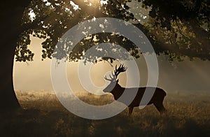 Silhouette of Red deer stag standing under a tree on a misty morning
