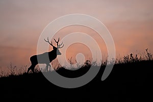 Silhouette of red deer walking on meadow in color sunset