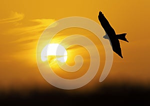 Silhouette of a red kite in flight at sunset