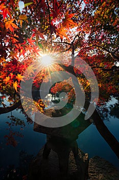 Silhouette of red maple autumn leaves with lens flare