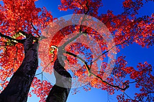 Silhouette Red maple tree on blue sky
