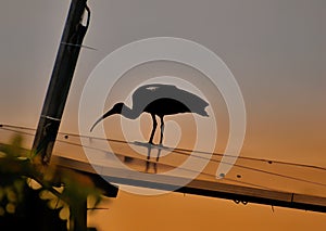 Silhouette of red naped ibis