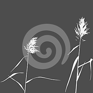 Silhouette of Reed Bush. Vector Illustration