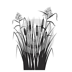 Silhouette of reed and cane in green grass. Swamp and river plants. Vector flat illustration