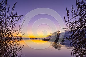 Silhouette of Reed with serene Lake during Sunset