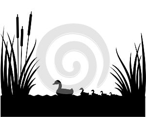 Silhouette of reeds, lake, swimming duck with ducklings.