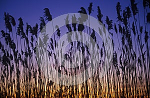 Silhouette of reeds in marsh at sunset, Delaware Bay, DE