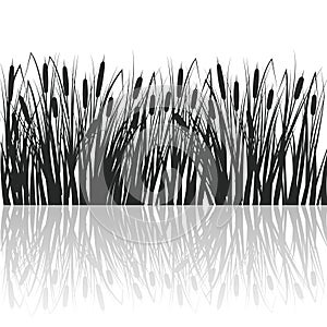 Silhouette of reeds and rushes in the green grass. Swamp and river plants with reflection in water. Vector flat