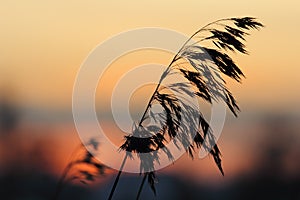 Silhouette of reeds at sunset