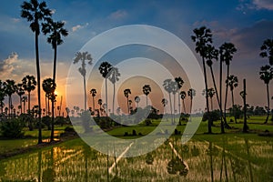 Silhouette with reflection heart shape of sugar palm trees and rice field