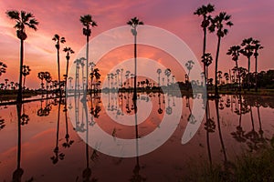 Silhouette of reflection of palm tree during sunrise time