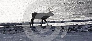 Silhouette of reindeer close to the sea