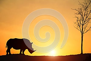 Silhouette of a rhinoceros of the African savannah