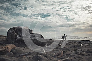 Silhouette of rider on the horse on New Zealand beach