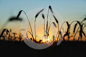 The silhouette of ripe rye in the rays of the sun. Wheat ears on the background of sunset, sunrise over the field