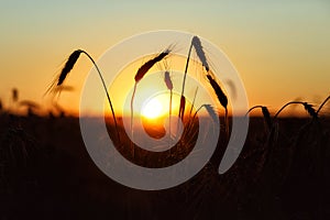 The silhouette of ripe rye in the rays of the sun. Wheat ears on the background of sunset, sunrise over the field