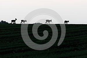 Silhouette of roe deers group