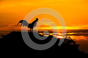 Silhouette rooster crowing on roof home on beautiful sunrise sky background in the morning background