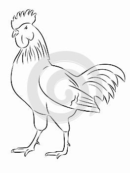 Silhouette of rooster, vector draw
