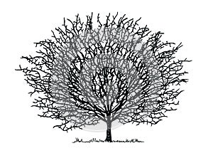 Silhouette round tree with branches on a white background. Vector illustration
