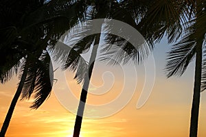 Silhouette of row of palm trees