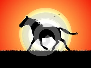 Silhouette of a running horse on sunset background