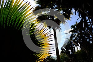 Silhouette of Sabal palm leaves against blue sky