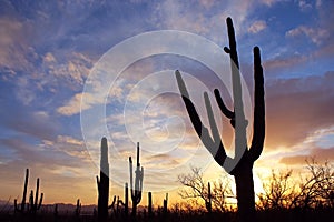 Silhouette of Saguaro National Park