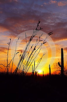 Silhouette of Saguaro National Park