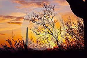 Silhouette of Saguaro National Park