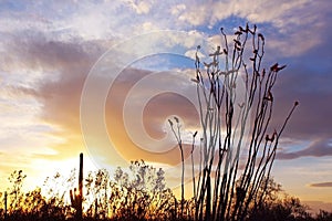 Silhouette of Saguaro National Park at Sunset