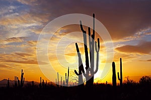 Silhouette of Saguaro National Park at Sunset