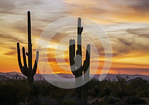 Silhouette Of Sagurao Cactus At Sunset In Arizona photo