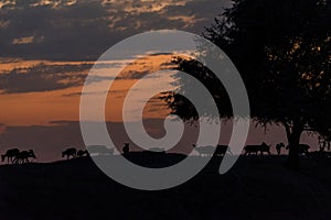 Silhouette of a saiga at sunset. Saiga tatarica is listed in the Red Book