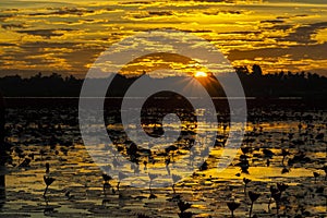 Silhouette sea of red lotus lake at sunrise in Udon Thani,Thailand