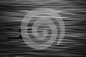 silhouette seagull flying over the sea with shadow reflection at sunset light. beautiful bird action in nature life with copy