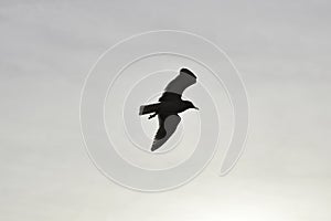 Silhouette Of A Seagull