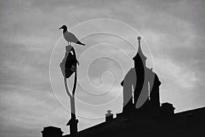 Silhouette of seagull in front of the clock tower