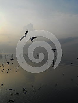 Silhouette of seagull with gray cloud and golden sea at sunrise