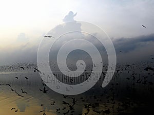 Silhouette of seagull with gray cloud and golden sea at sunrise