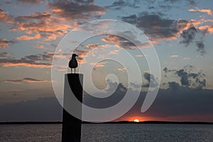 Silhouette of a seagull during sunset, Everglades National Park, Florida