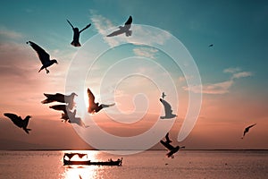 Silhouette of seagulls and a fisher boat on a blue and red sky on sunset