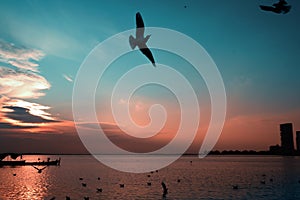 Silhouette of seagulls and a fisher boat on a blue and red sky on sunset