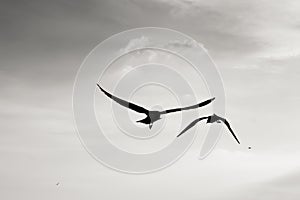 Silhouette seagulls flying over sea