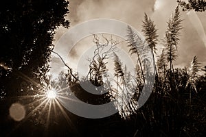 Silhouette sepia tone image lens flare through trees