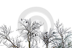 Silhouette of several carrion crows (Corvus) sitting in the treetops on a defoliated tree