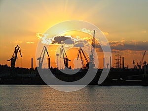 Silhouette of several cranes