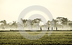 Silhouette of several people walking in the middle of vast rice field