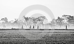 Silhouette of several people walking in the middle of vast rice field