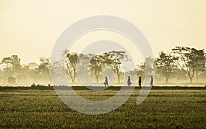 Silhouette of several people walking in the middle of vast rice field